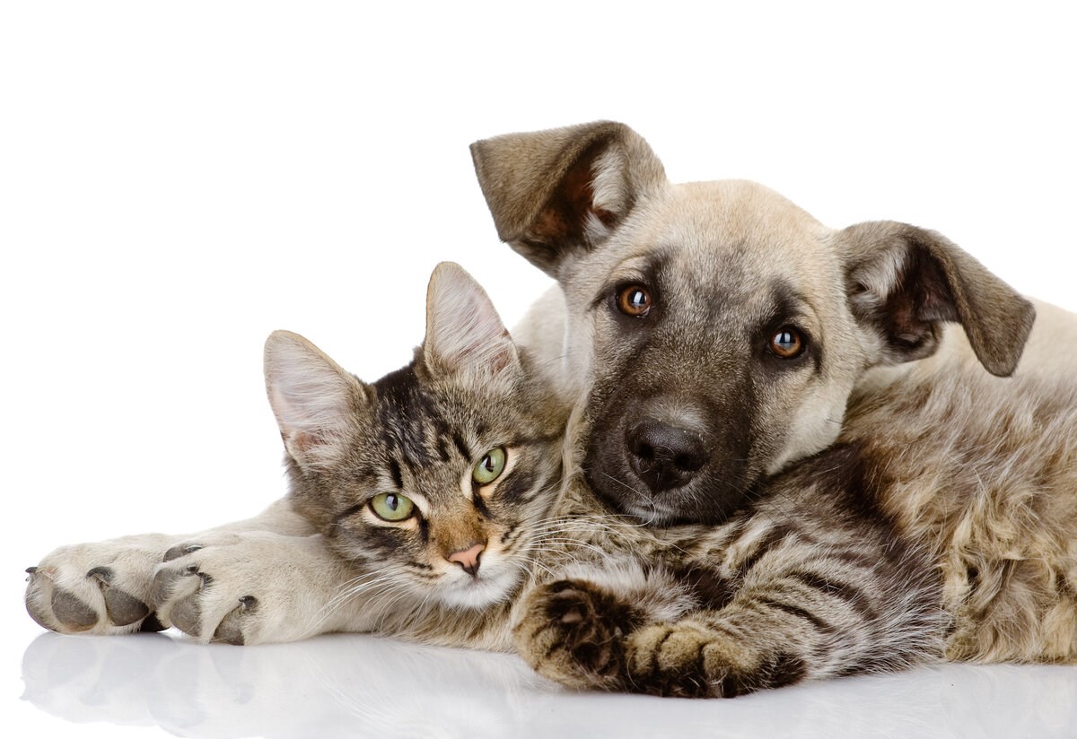 Hund og kat.jpg